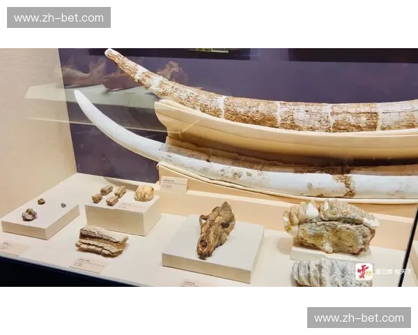 阿弗尔与奥尔良：一座城市的灵魂，一段历史的回响